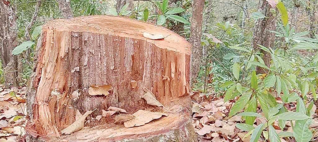 Image of https://mayorsap.com/storage/photos/10/68c40d86bcf59.jpg