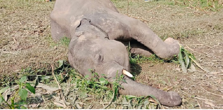 Image of https://mayorsap.com/storage/photos/10/68ce3d100a227.PNG