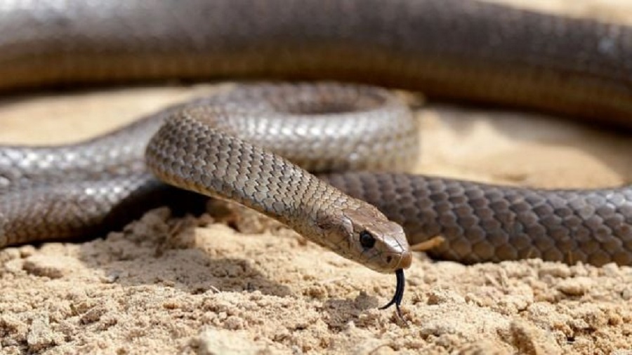 Image of https://mayorsap.com/storage/photos/10/68d3803a75cc7.jpg