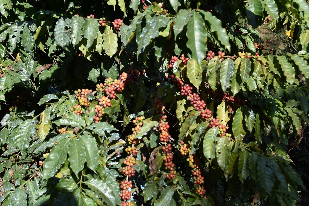 Image of https://mayorsap.com/storage/photos/10/68d618974bf97.JPG