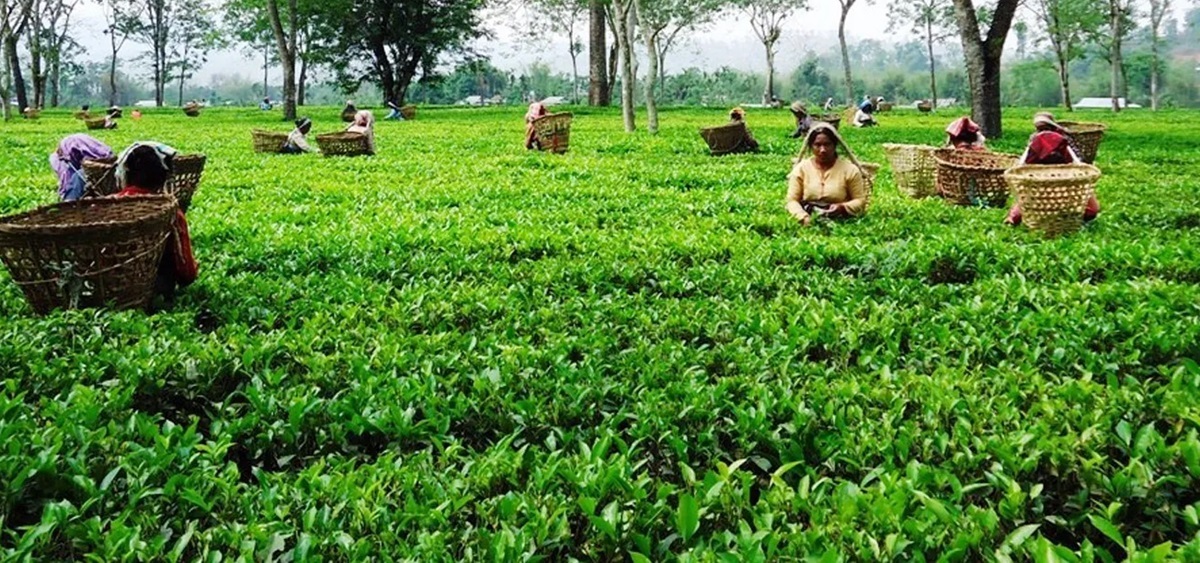 मेची भन्सारबाट चिया निर्यात बढ्यो, अलैंची निर्यात घट्यो