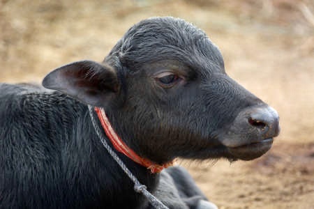 पाडाबाच्छी हुर्काउन कृषकलाई ३० लाख अनुदान