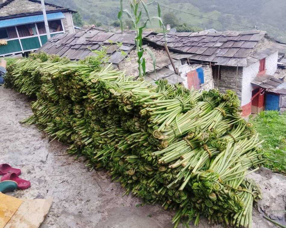आम्दानीको स्रोत बन्दै म्याग्दीमा जङ्गली निहुरो