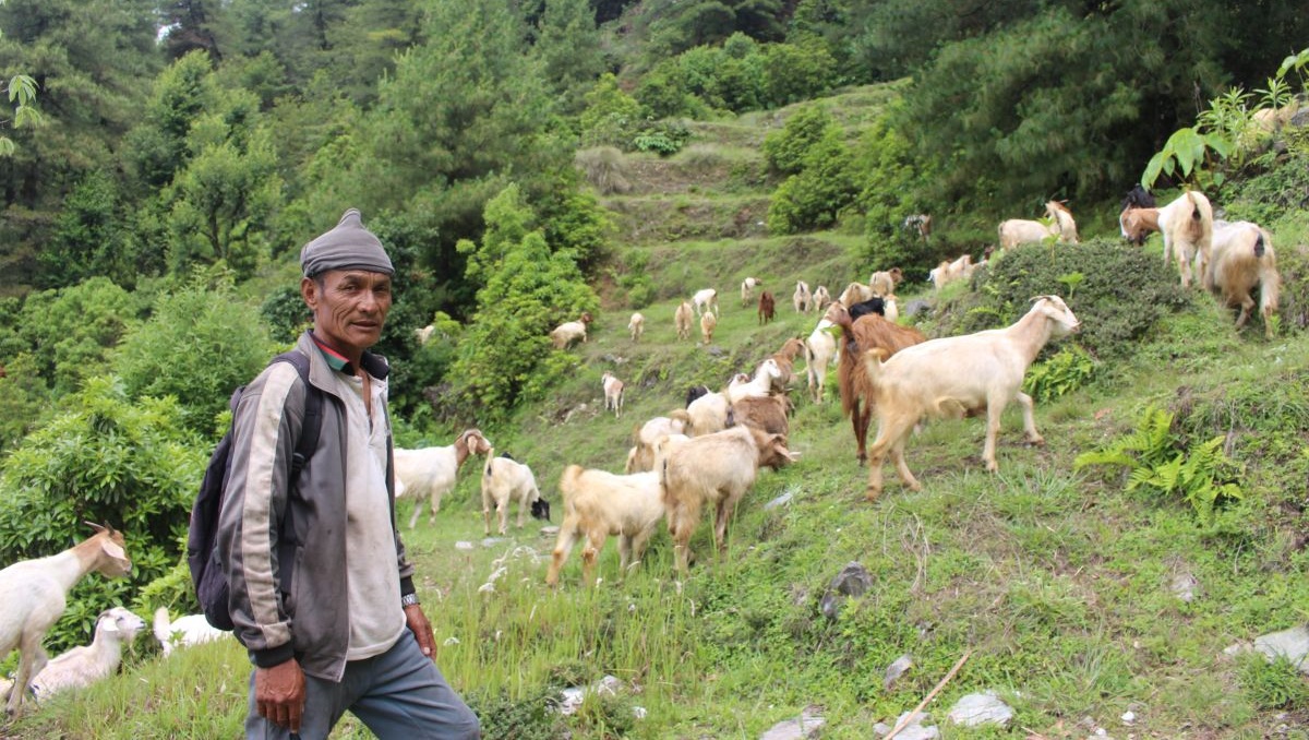 मलेसियामा कम्पनीले तलब नदिएपछि घर फर्केका जगबहादुरलाई बाख्रापालनबाट मिल्यो सफलता