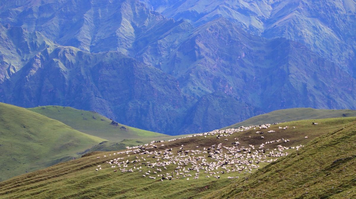 पर्यटकलाई आकर्षित गर्ने बुकीपाटनका भेडीगोठ