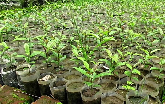 सब–डिभिजन वन कार्यालय बन्दीपुरमा एक लाख विरुवा उत्पादन