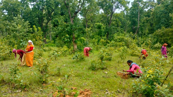वृक्षरोपणमा चासो: संरक्षणमा उदासिनता