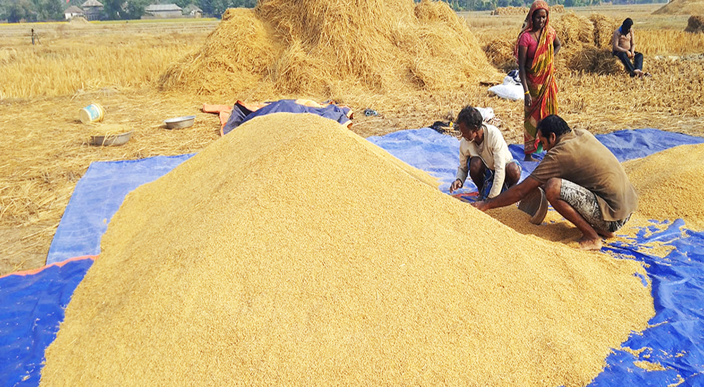 बारामा यसवर्ष ९१ हजार मेट्रिक टन चैते धान उत्पादन