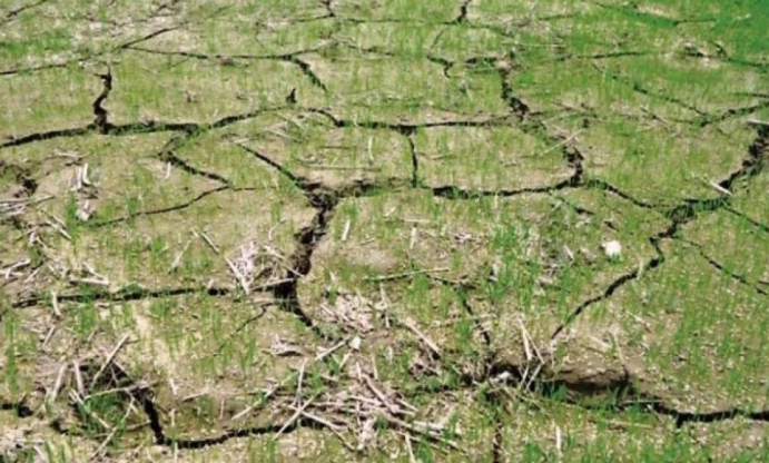 असारे खडेरीले रोपाइँ नहुँदा चिन्तामा छन् किसान