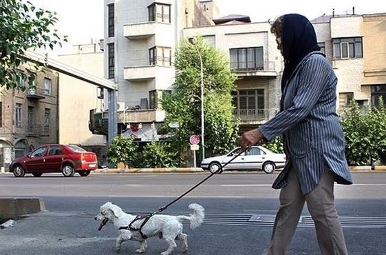 Image of https://mayorsap.com/storage/photos/10/dog.jpg