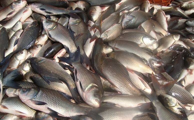 मत्स्य केन्द्र कुलेखानीले एक वर्षमा बेच्यो ६ लाख १७ हजारको माछा