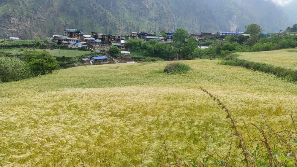 फरक वातावरणले गर्दा खेती गर्ने समय पनि परिवर्तन हुँदै