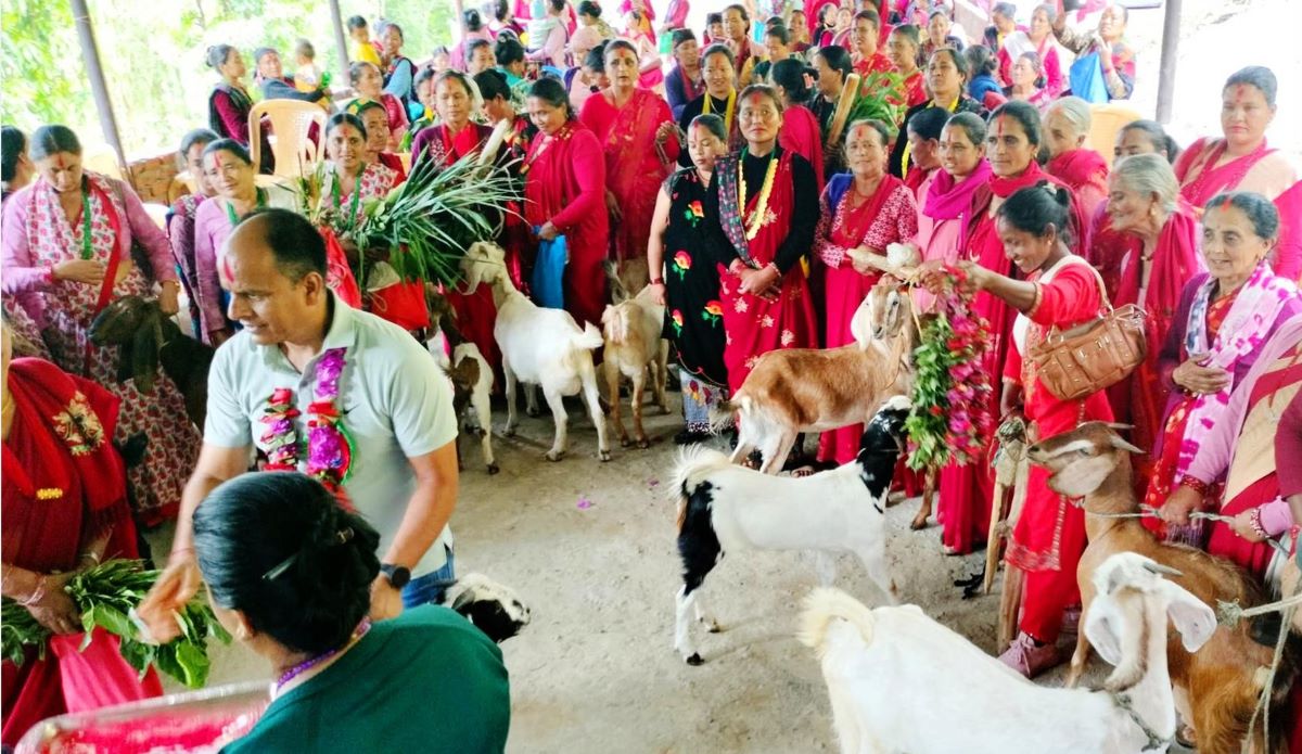 बढ्दो बसाइँसराइ रोक्न र महिलालाई आयआर्जनसँग जोड्न गाउँपालिकाको बाख्रा उपहार !