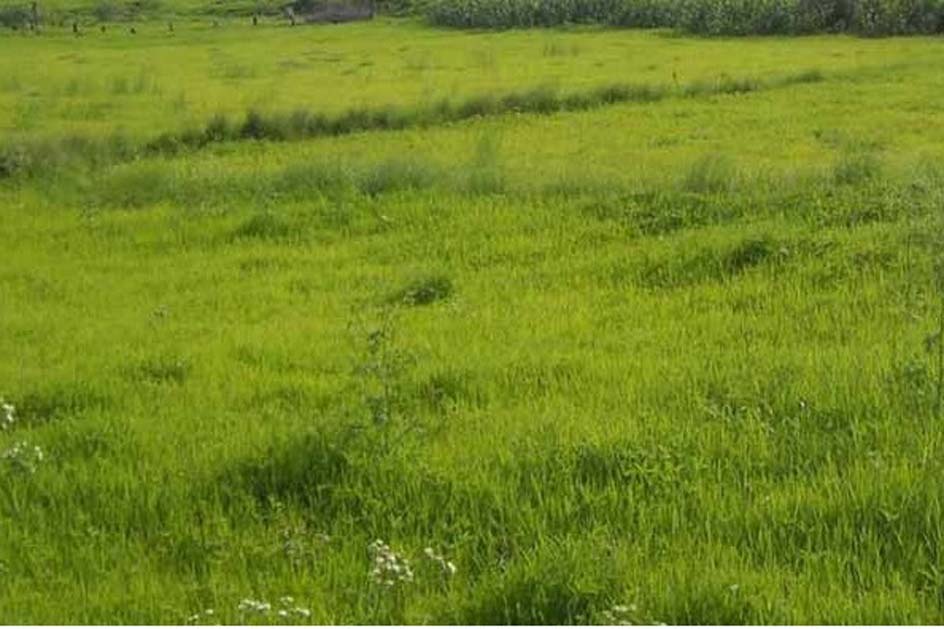 चाँगुनारायणमा व्यक्तिको नाममा दर्ता भएको १९ रोपनी जग्गा सरकारको नाममा फिर्ता