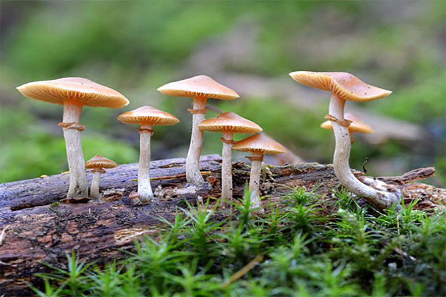 जङ्गली च्याउ खाँदा एकै परिवारका २ जनाको मृ*त्यु