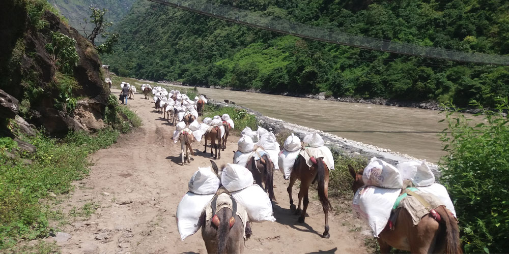 ट्रान्समिटरबाट विद्युत चुहावट भएर करेन्ट लाग्दा मुगुमा १० खच्चर मरे