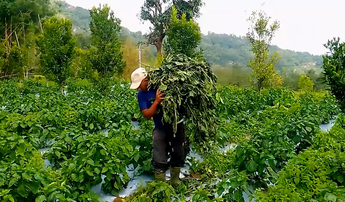 हावाहुरीले अकबरे खुर्सानीमा क्षति पुर्‍याएपछि किसान चिन्तित