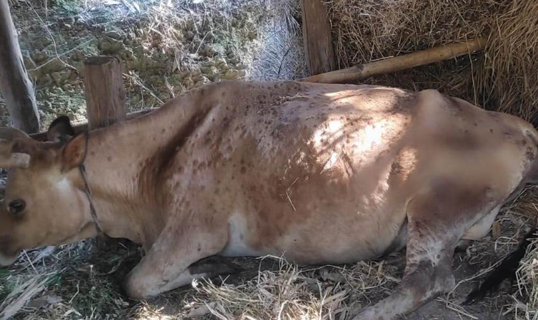 सुनसरीमा लम्पी स्किनको सङ्क्रमण बढ्दो, ५३ पशु चौपायाको मृत्यु