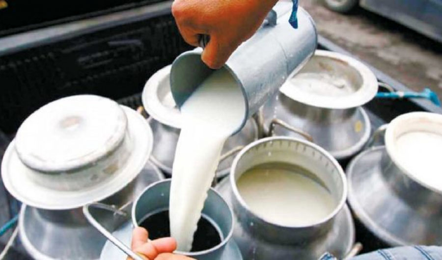 स्याङ्जामा दूध उत्पादक कृषकलाई प्रोत्साहन अनुदान