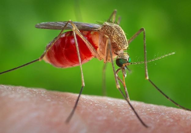 Image of https://mayorsap.com/storage/photos/10/mosquito.jpg