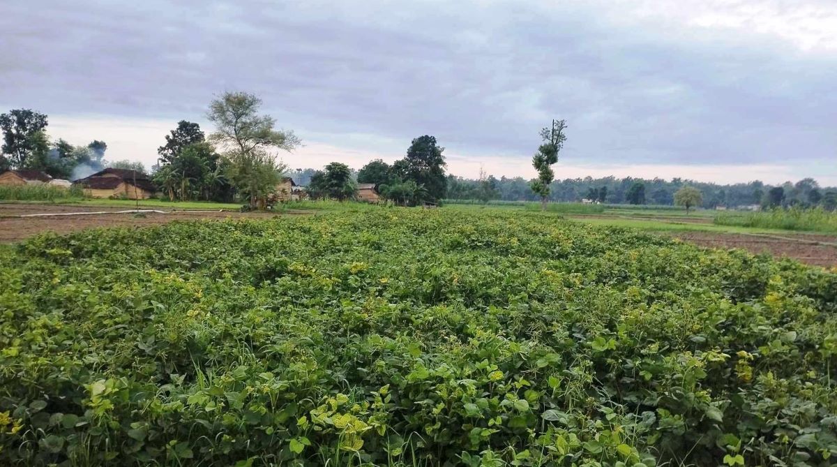शुक्लाफाँटा नगरपालिकाले दियो मुङखेती गर्ने किसानलाई अनुदान