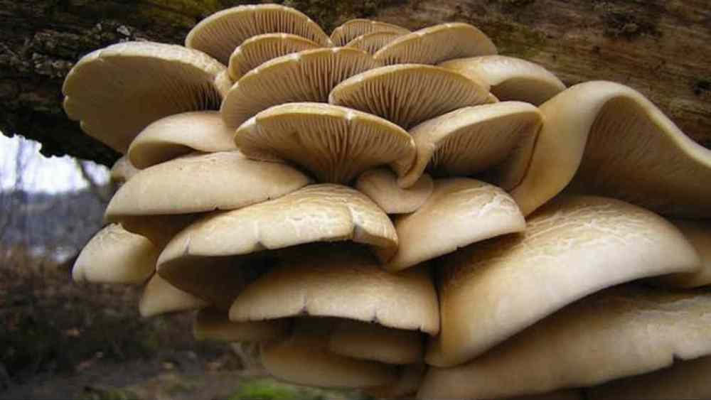 गुल्मीमा विषालु च्याउ खाँदा एकै परिवारका ३ जना बिरामी