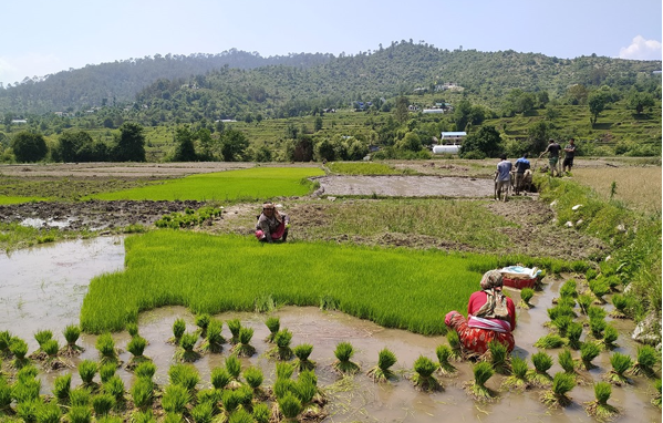 डडेल्धुरामा ६० प्रतिशत रोपाइँ सम्पन्न