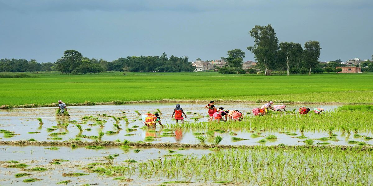 भारतले सम्झौताअनुसार गण्डक नहरबाट पानी उपलब्ध नगराउँदा रोपाइँ प्रभावित