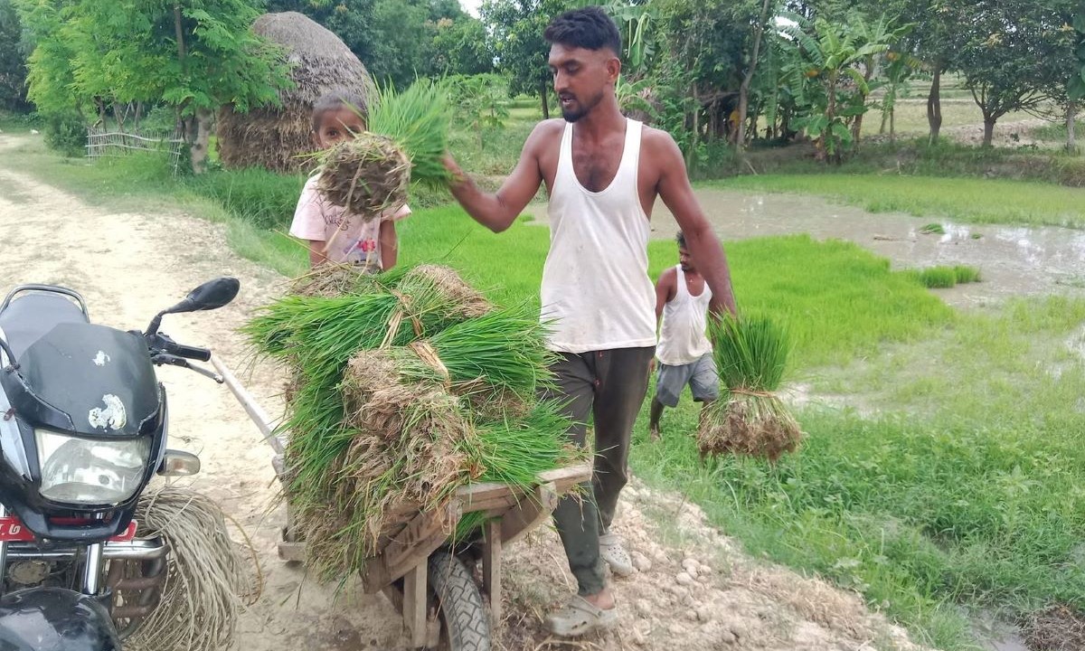 समयमा वर्षा नहुँदा सिरहामा १८ प्रतिशत मात्र धान रोपाइँ