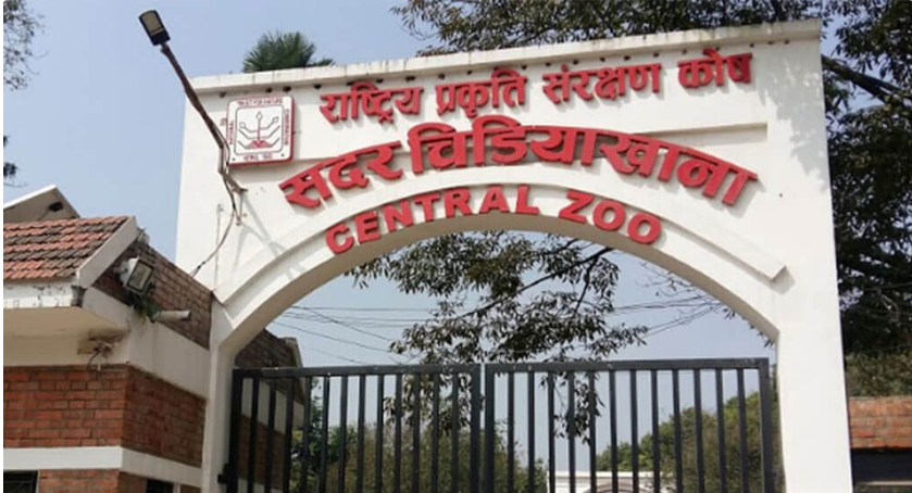 राष्ट्रिय प्रकृति संरक्षण कोषमा हुर्किएको ‘माइला’ अब सदर चिडीयाखानामा