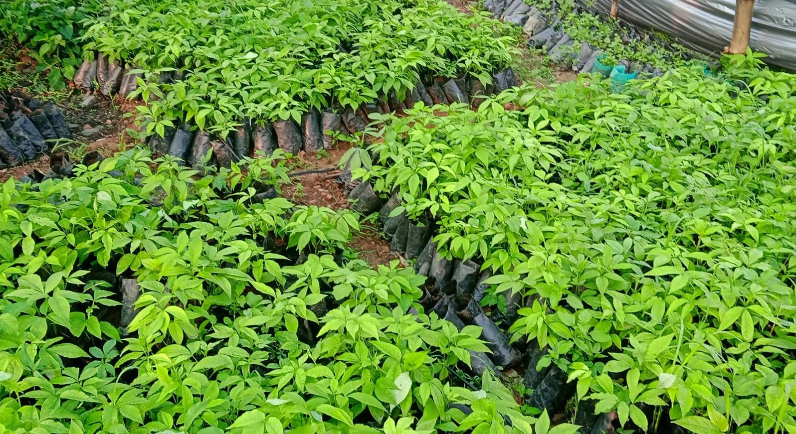 एक वर्षमै साढे ४ लाखको सिप्लिकान बिरुवा बिक्री