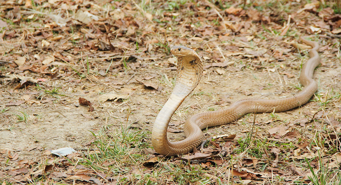 Image of https://mayorsap.com/storage/photos/10/snake.jpg