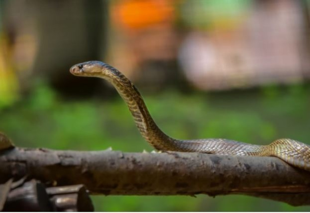 Image of https://mayorsap.com/storage/photos/10/snakee-1962025081930-1000x0.jpg