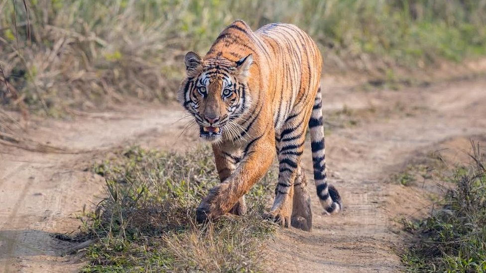 पाटेबाघले गोठबाटै चौपाया तानेर खान थालेपछि स्थानीय त्रसित