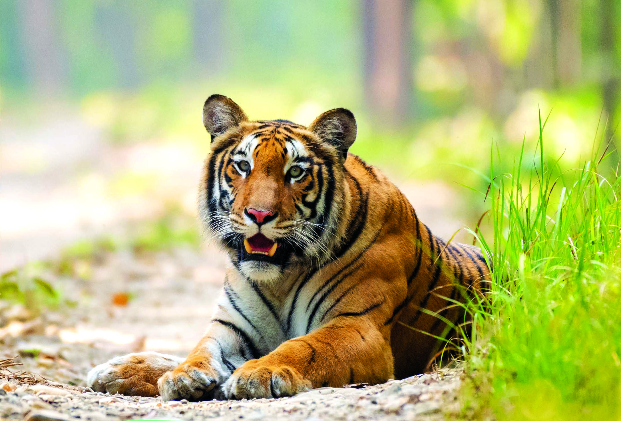 Image of https://mayorsap.com/storage/photos/10/tttiger-1627568539.jpg