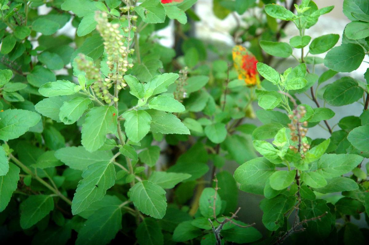 आषाढ शुक्ल एकादशीः तुलसीको बिरुवा सारिँदै