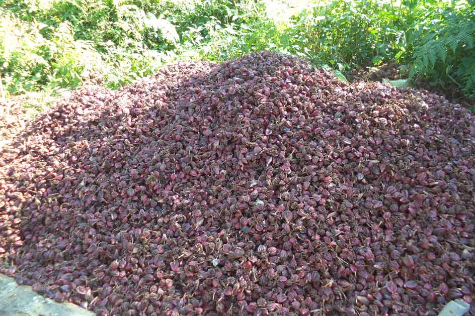 Image of https://mayorsap.com/storage/photos/shares/alichi.jpg