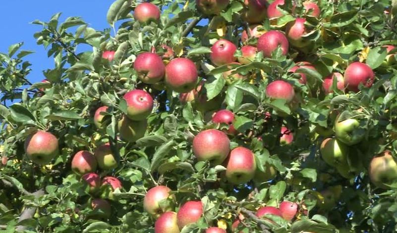 Image of https://mayorsap.com/storage/photos/shares/apple-002.jpg