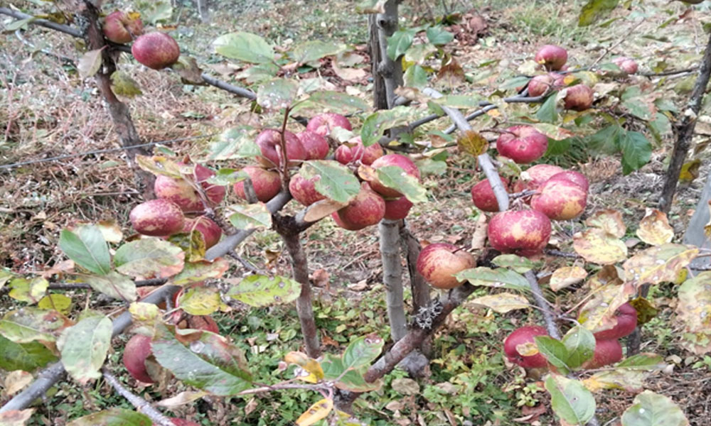 Image of https://mayorsap.com/storage/photos/shares/apple-in-ghunsa.jpg