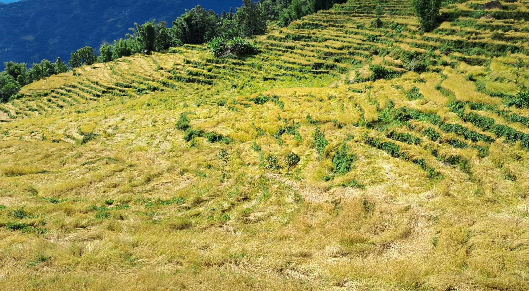 Image of https://mayorsap.com/storage/photos/shares/dhan-bali.jpg