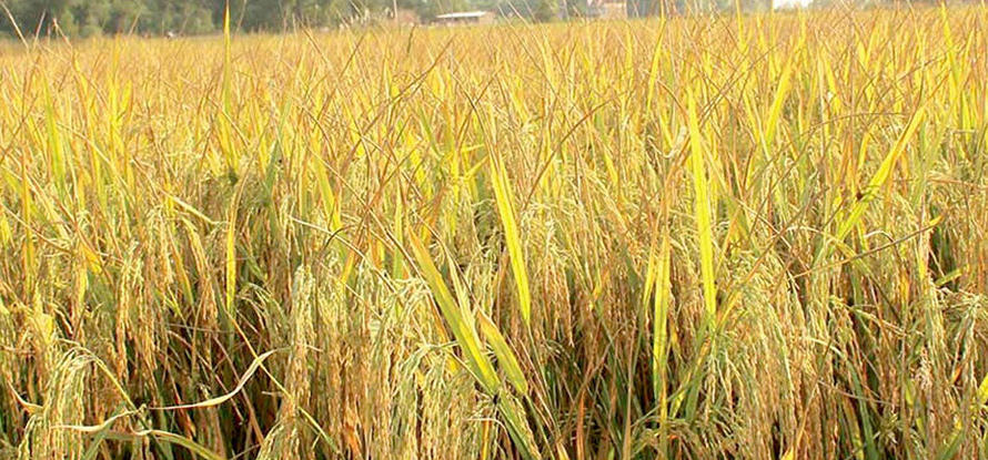 Image of https://mayorsap.com/storage/photos/shares/dhan-dailekha.jpg