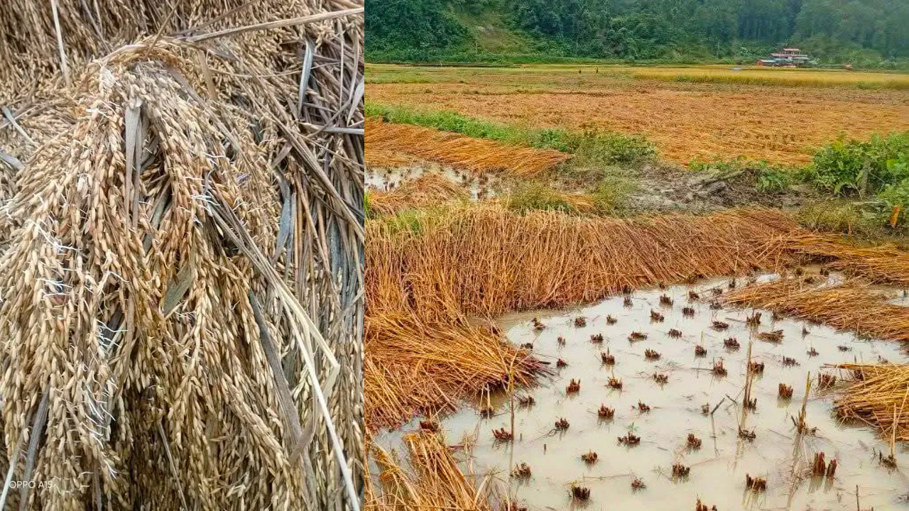 Image of https://mayorsap.com/storage/photos/shares/dhan-tinpatan.jpg