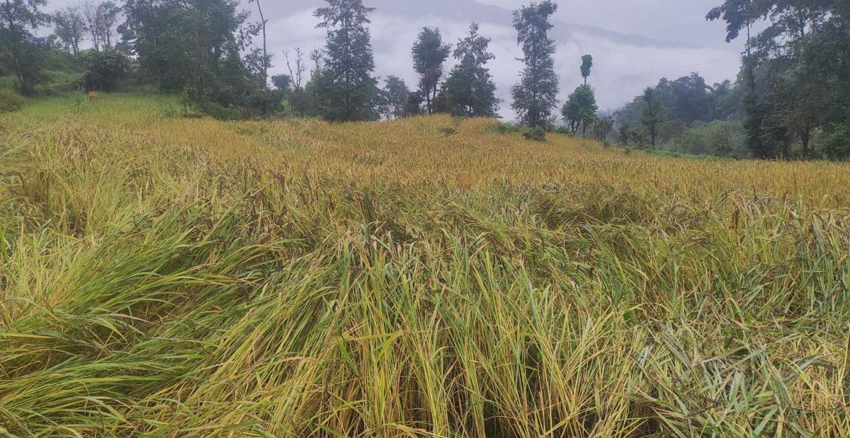 Image of https://mayorsap.com/storage/photos/shares/dhan_2.jpg