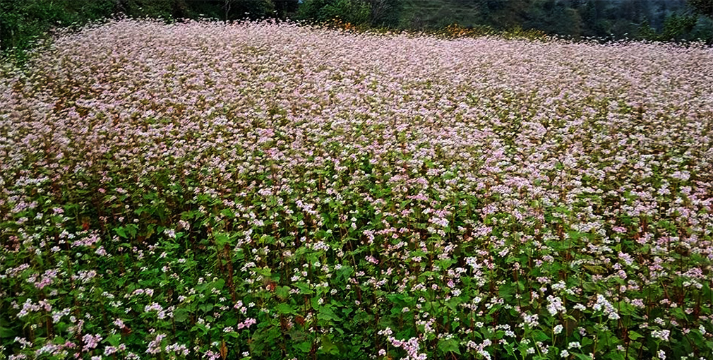 Image of https://mayorsap.com/storage/photos/shares/fapar-bali-kheti.jpg