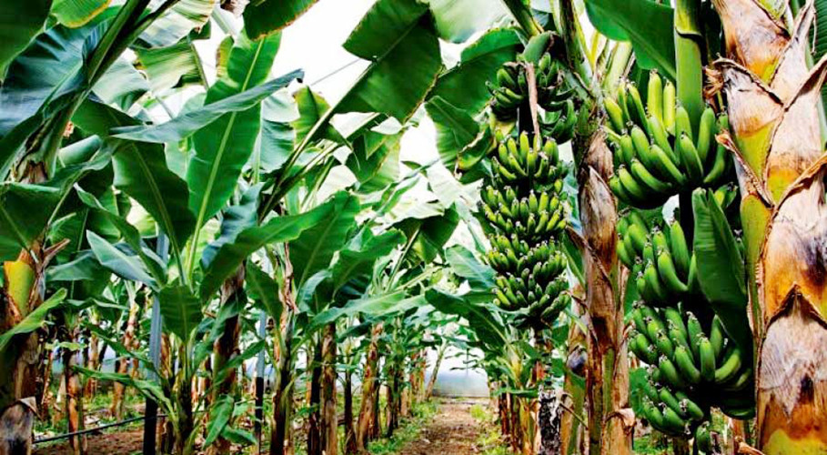 Image of https://mayorsap.com/storage/photos/shares/kera.jpg