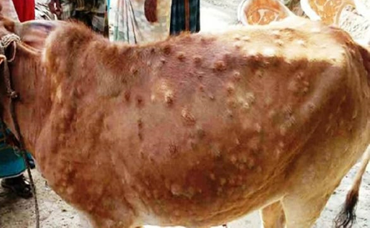 Image of https://mayorsap.com/storage/photos/shares/lampi-skin-rog.jpg