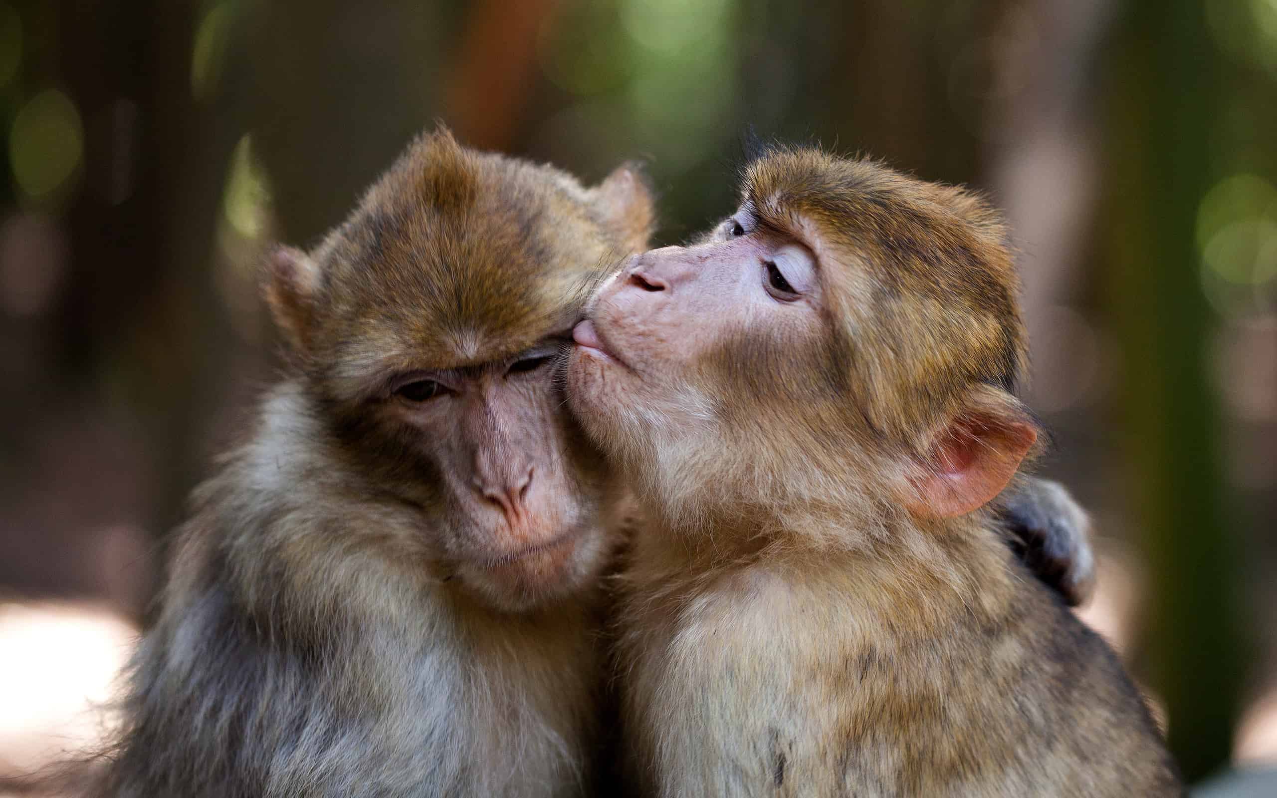 Image of https://mayorsap.com/storage/photos/shares/monkey-glfacxuxj5.jpg