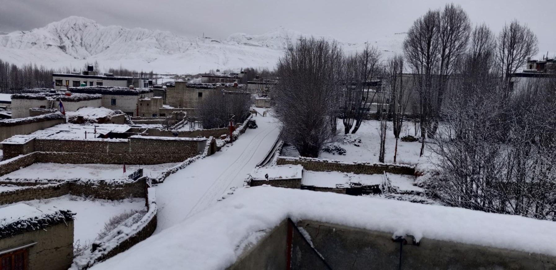 Image of https://mayorsap.com/storage/photos/shares/mustang-himpat.jpg